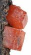 Red Vanadinite Crystals on Manganese Oxide - Morocco #38469-2